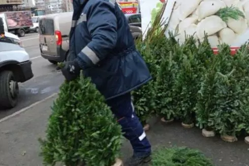 Київ очищають від незаконних ялинкових ярмарків: демонтували майже 30 точок