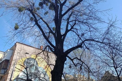 Кияни збирають гроші на лікування найстарішого цукрового клену на Подолі: як долучитися