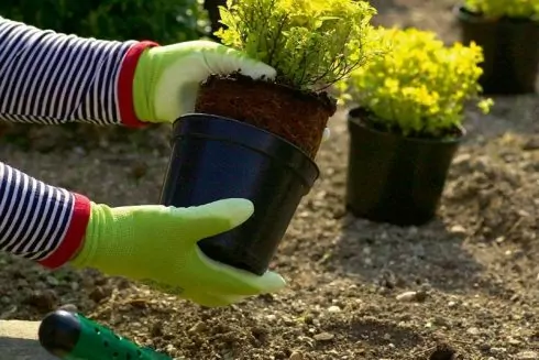 В Пассаже создадут pop-up парк