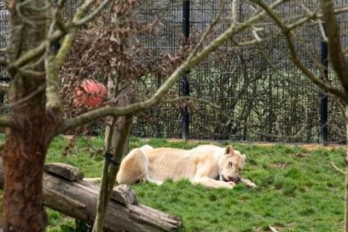 Українські леви, які постраждали від війни, тепер живуть у Британії: фото