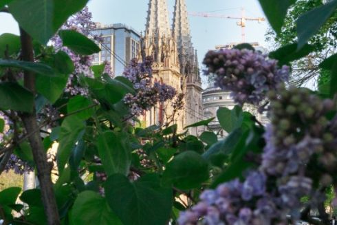 В Києві почав квітнути бузок: де його можна побачити