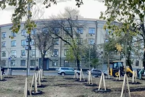 На Контрактовой площади высадили 25 сакур: фото