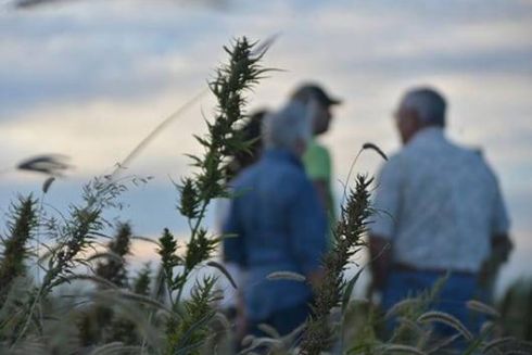 У Києві вперше проведуть конопляний ярмарок