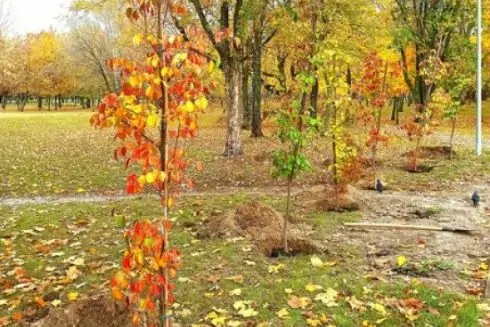 На місці демонтованого радянського танка в Броварах висадили дерева