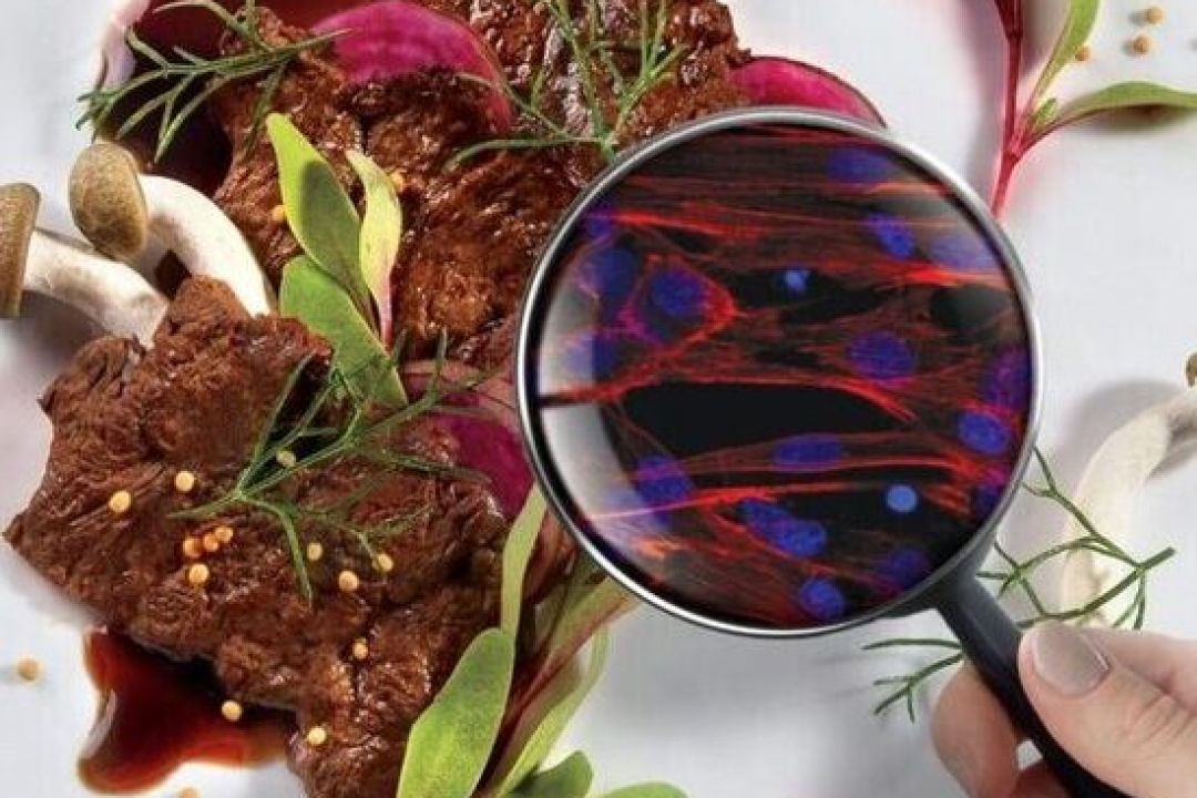 Гібридне м’ясо, український сир у попелі та ТОП-8 суперфудів для зниження стресу: їжа майбутнього