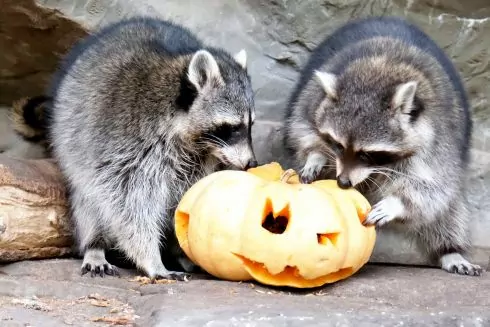 Київський зоопарк без черг і натовпу: названо найкращі дні для відвідування