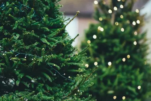 Куди здати новорічну ялинку на переробку у Києві: адреси