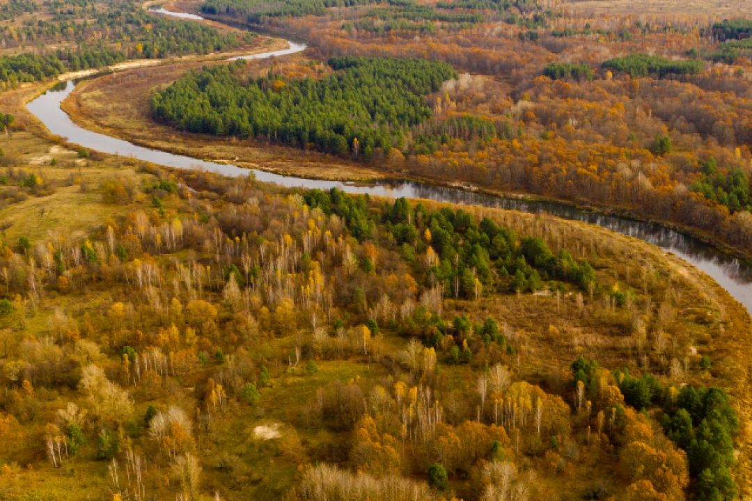 У Чорнобильському заповіднику вирубали 100-річні дуби: збитки довкіллю сягають 59 млн гривень