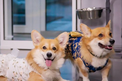 Хто і навіщо створює пет-простори і заклади для тварин у Києві та Одесі