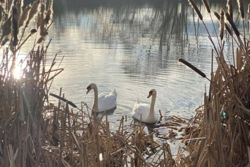 Забудовник в Ужгороді засипав будівельним сміттям Чорне озеро