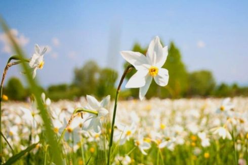 Від крокусів до тюльпанів: Топ весняних маршрутів по Україні