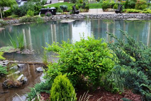 Дощові сади та "живі огорожі": 5 ініціатив з озеленення Києва, які вже працюють