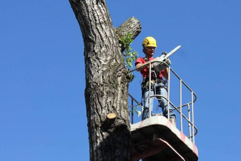 У Києві знову спилюють здорові дерева: Чому так відбувається і що з цим робити