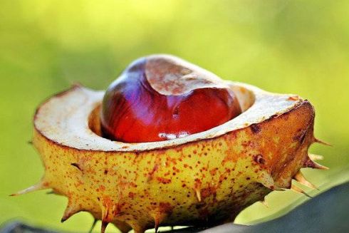 У Києві почали приймати на переробку каштани