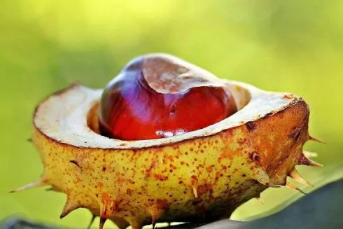 У Києві почали приймати на переробку каштани