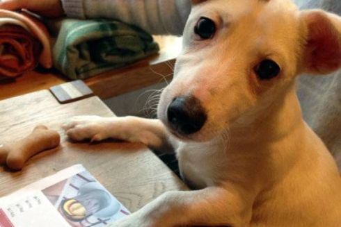 7 киевских заведений, куда пускают с животными