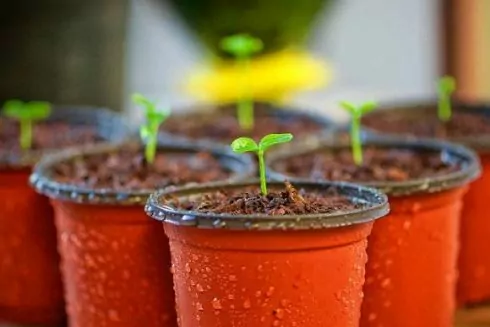 На территории Могилянки обустраивают городской огород