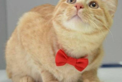 Львовский музей взял на работу кота