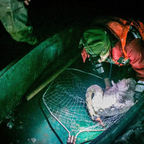 Как киевские добровольцы спасают замерзших лебедей
