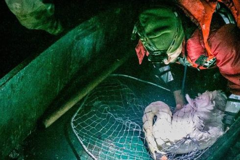 Как киевские добровольцы спасают замерзших лебедей