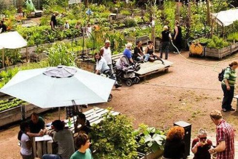 В центре Киева создадут большой общественный огород