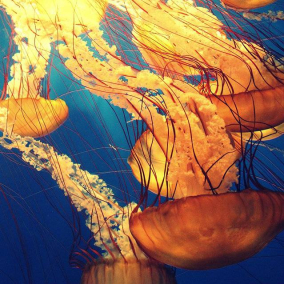 На Крещатике открыли музей медуз