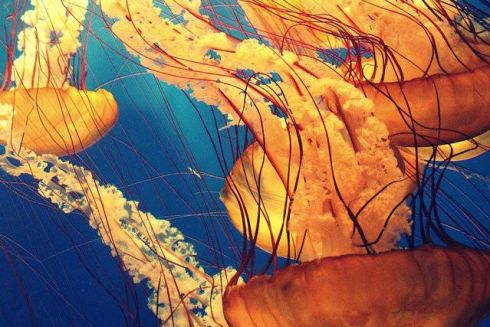 На Хрещатику з'явився музей медуз