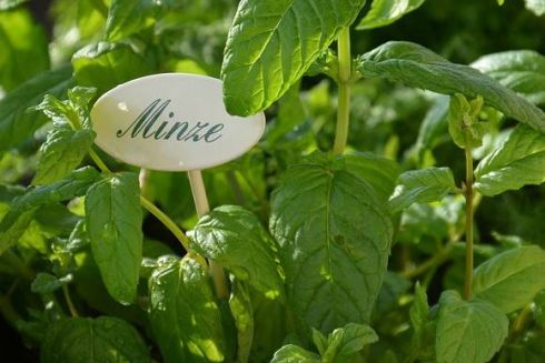 Лайфхак: як виростити зелень та овочі на підвіконні