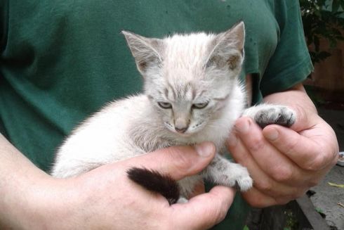 На Теремках сгорел неофициальный приют для животных – погибли десятки кошек