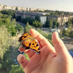 В Киеве нашествие бабочек. Отвечаем, что происходит