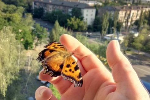 В Киеве нашествие бабочек. Отвечаем, что происходит