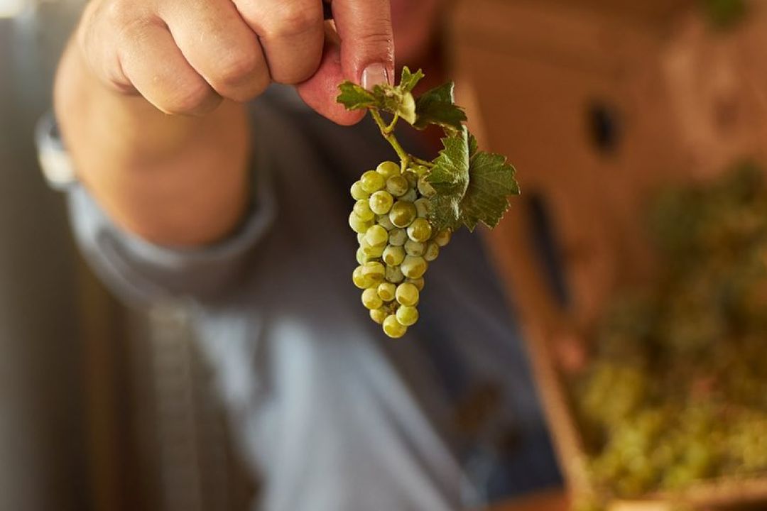 Виноградники на Щекавиці та у Ботсаду: Історія київського вина, яку відроджують ентузіасти