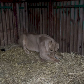 Внаслідок рекетної атаки постраждала левиця у зооцентрі під Києвом: Як допомогти