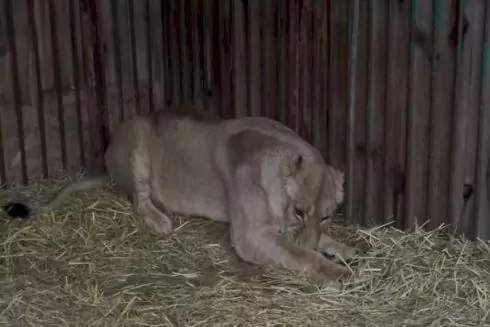 Внаслідок рекетної атаки постраждала левиця у зооцентрі під Києвом: Як допомогти
