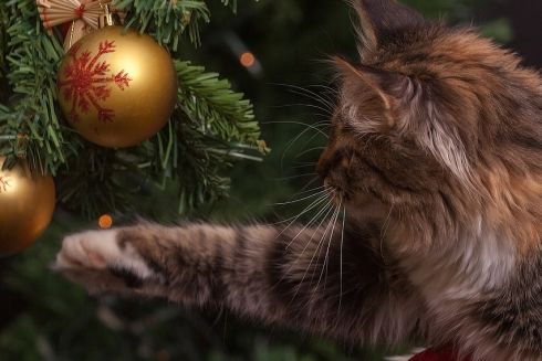 У Києві вже працюють 44 пункти утилізації ялинок: адреси