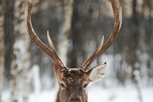 Зимові маршрути: 8 місць недалеко від Києва, куди поїхати на вихідні