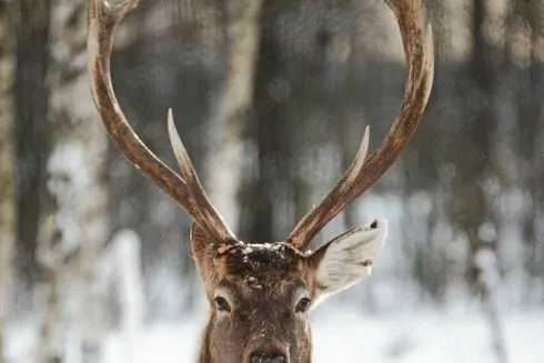 Зимові маршрути: 8 місць недалеко від Києва, куди поїхати на вихідні