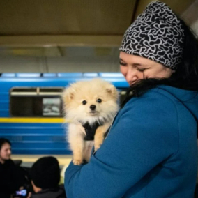 Петиція з проханням дозволити перевозити собак в метро набрала потрібну кількість підписів