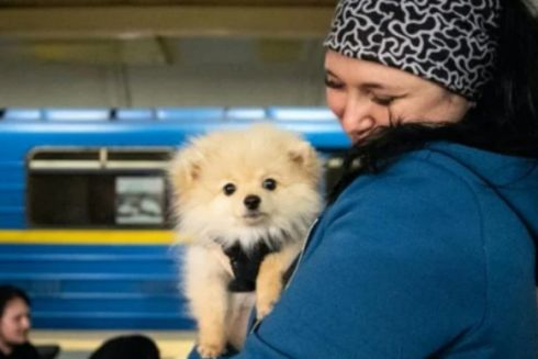 Петиція з проханням дозволити перевозити собак в метро набрала потрібну кількість підписів