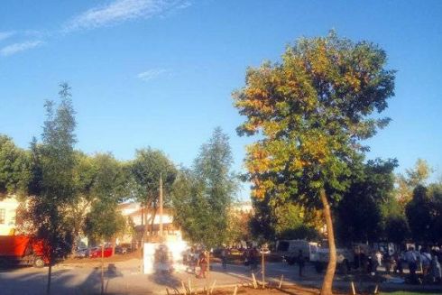 Замість МАФів на Контрактовій висаджують дерева