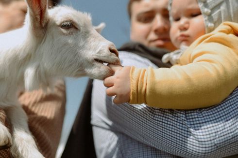 Як сімейна ферма на Херсонщині пережила окупацію і відновила виробництво крафтових сирів