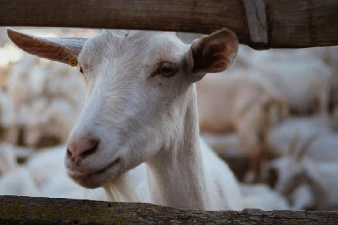 Куди поїхати з Києва на вихідні: 5 ферм для короткої гастро-подорожі