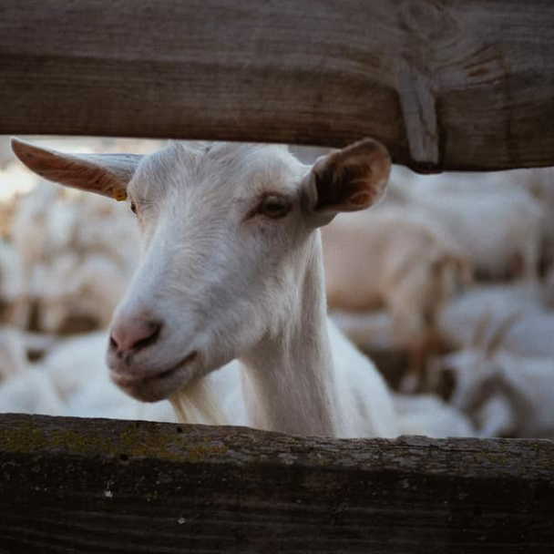 Куди поїхати з Києва на вихідні: 5 ферм для короткої гастро-подорожі