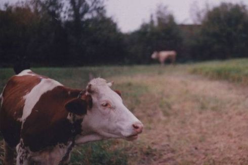 4 истории киевлян, которые переехали в деревню