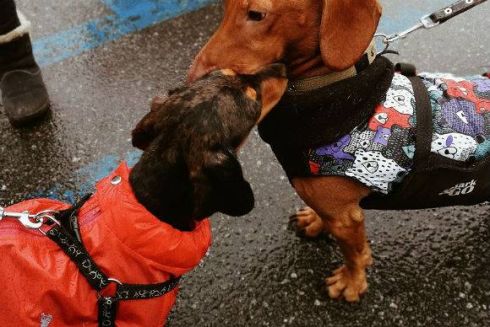 Як пройшов парад такс на Подолі