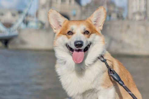 Коргі з України став моделлю для пам'ятника Єлизаветі II у Лондоні