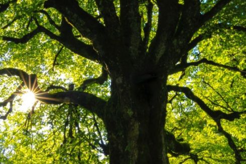 Вековые дубы на Святошине объявили ботаническим памятником природы «Два брата»