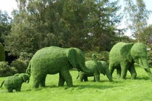 На Співочому полі відкриють виставку «Квіткове сафарі»