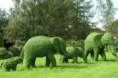 На Співочому полі відкриють виставку &laquo;Квіткове сафарі&raquo;