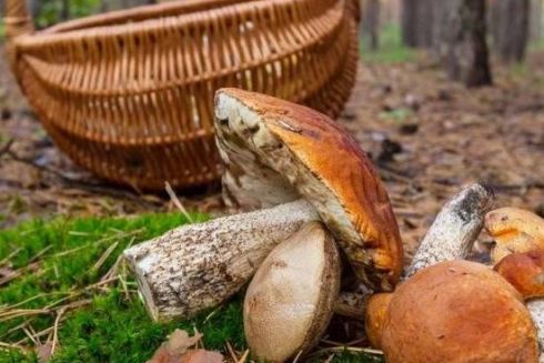 Як безпечно збирати гриби &mdash; поради ДСНС